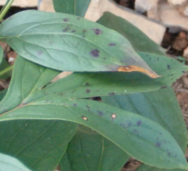 black-spots-on-my-peony-leaves-garden-helper-gardening-questions-and